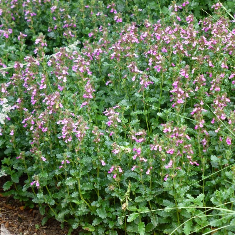 Compact Creeping Germander (Teucrium) - Image 3