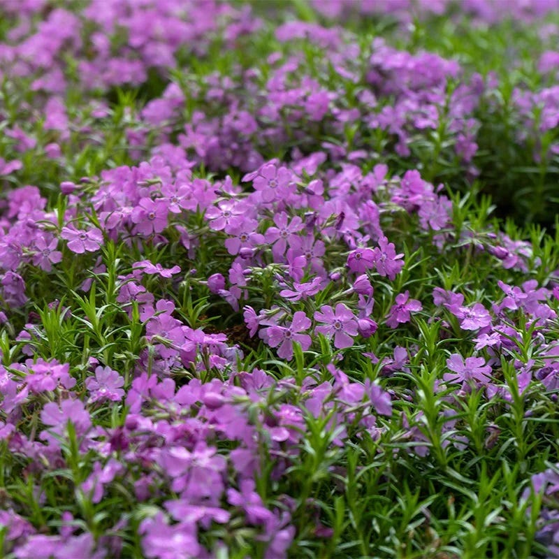 Purple Beauty Creeping Phlox - Image 3