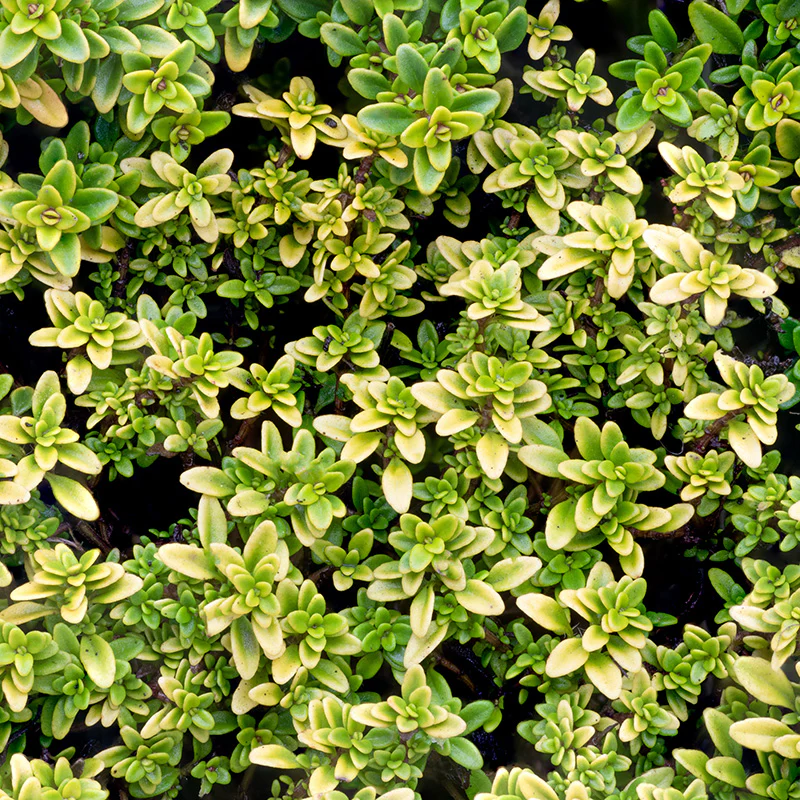 Archer's Gold Creeping Thyme - Image 3