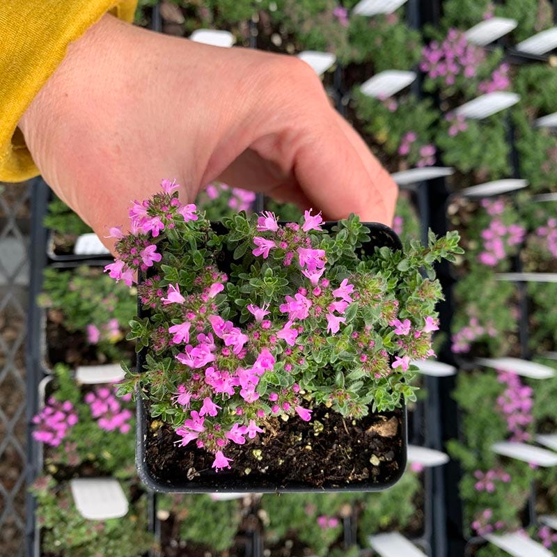 Pink Chintz Creeping Thyme - Image 2