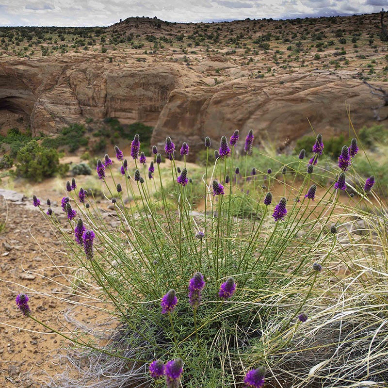 Purple Prairie Clover (Dalea) - Image 2