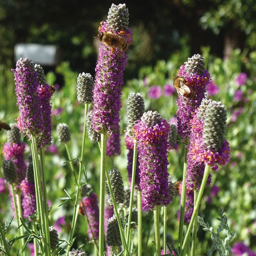 Purple Prairie Clover (Dalea) - Image 3