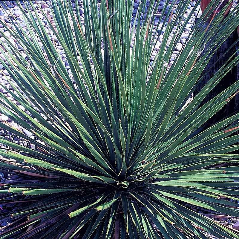 Common Sotol (Dasylirion) - Image 4