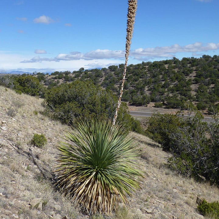 Common Sotol (Dasylirion) - Image 5