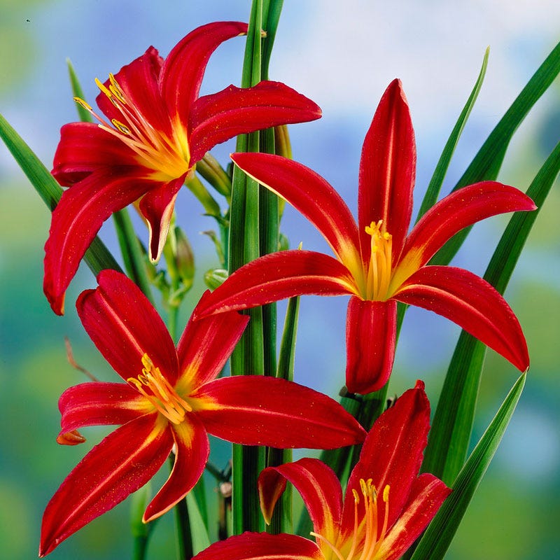 Crimson Pirate Daylily - Image 2