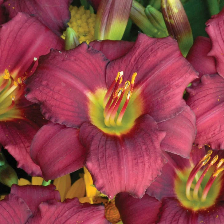 Pardon Me Reblooming Daylily - Image 4