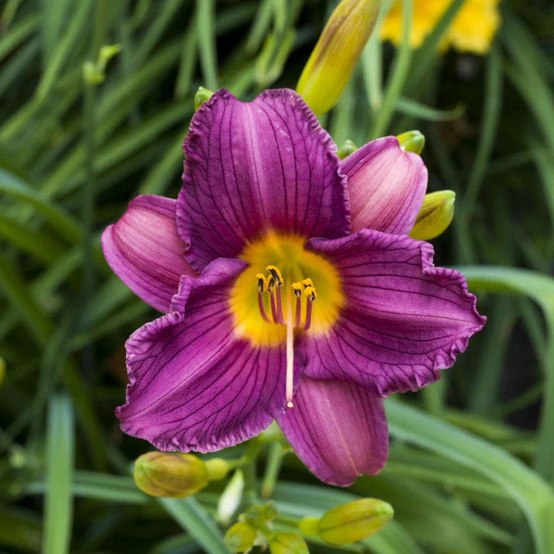 Purple D'Oro Reblooming Daylily