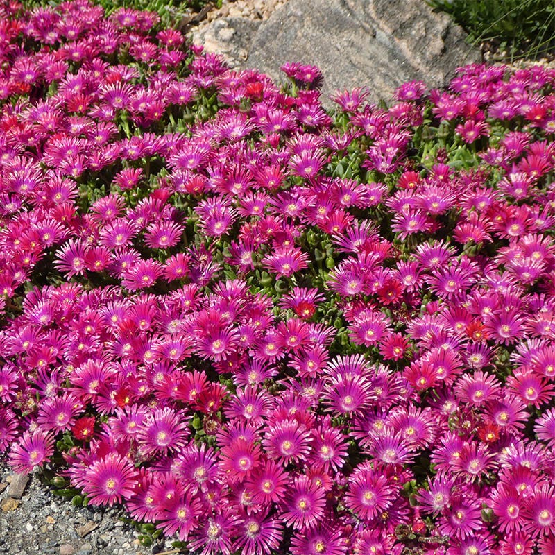 Granita® Raspberry Ice Plant - Image 3