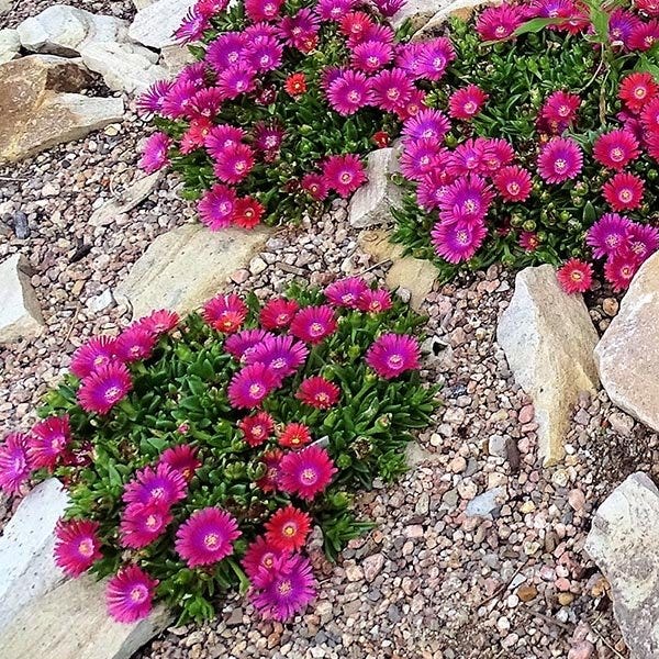 Granita® Raspberry Ice Plant - Image 6