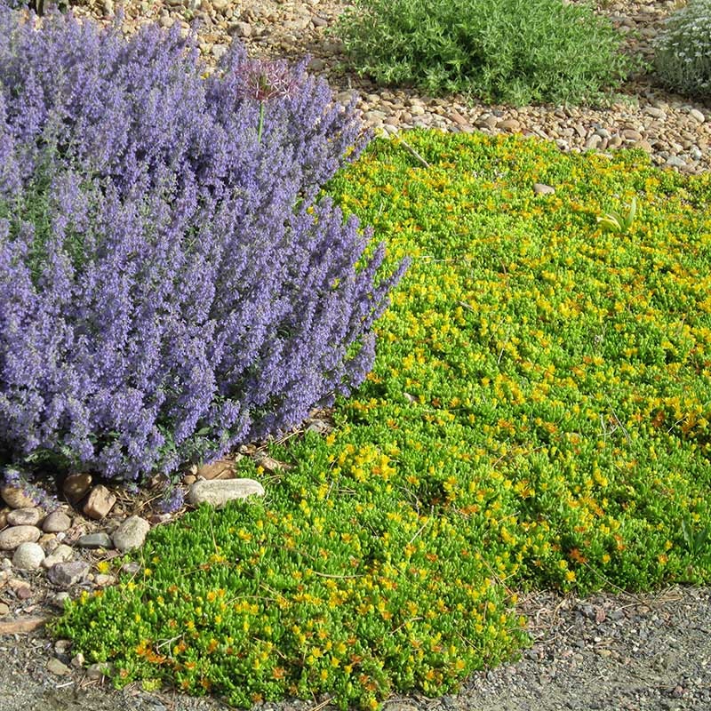 Hardy Yellow Ice Plant - Image 2