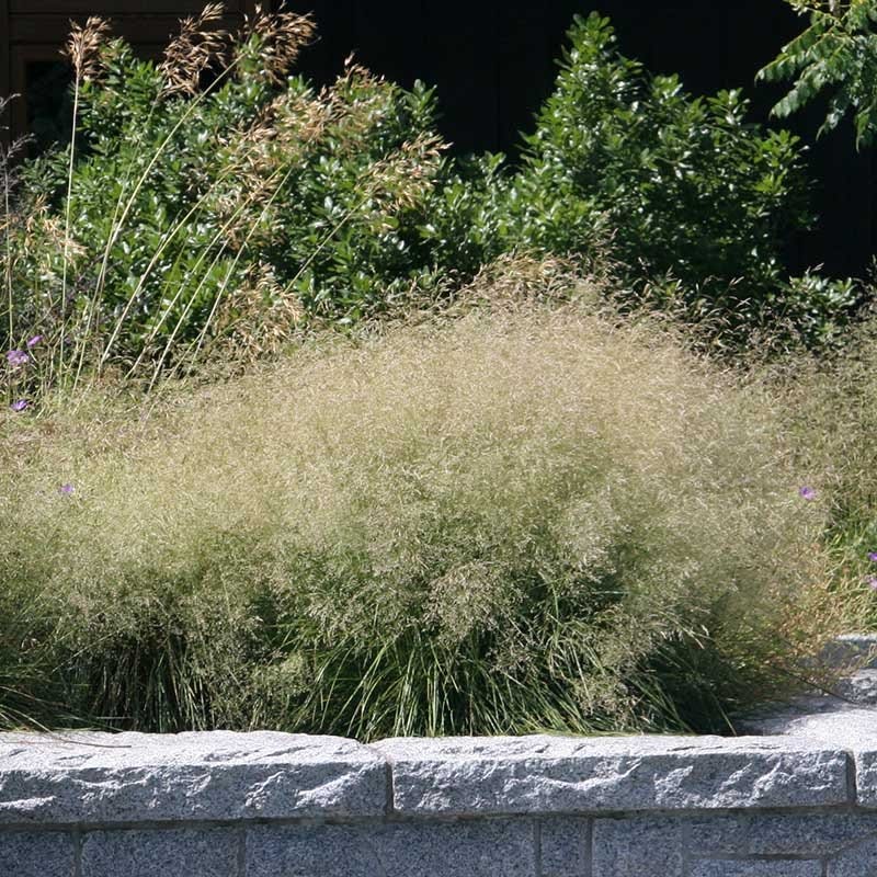 Washington Perennial Collection - Image 9