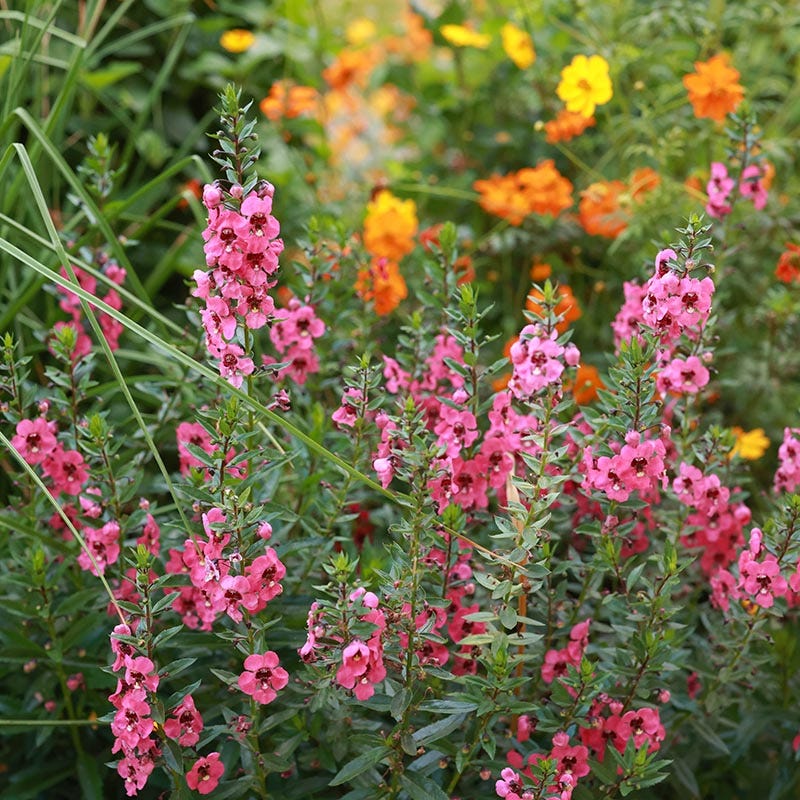 Coral Canyon® Twinspur (Diascia) - Image 2