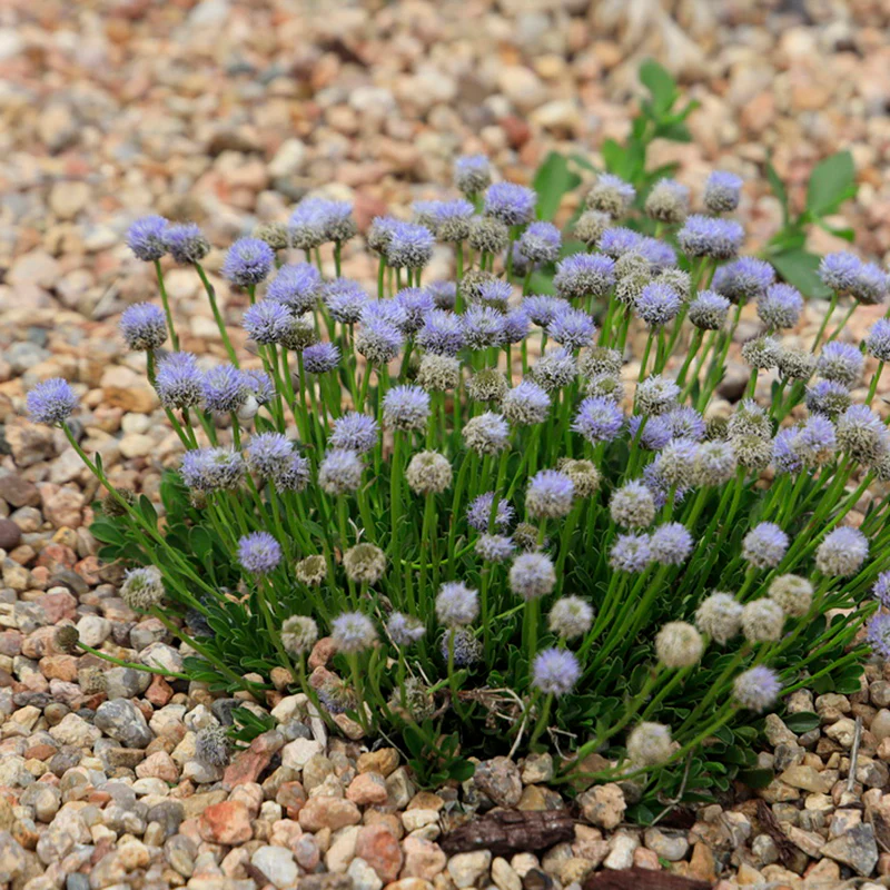 Tiny Dancer™ Dwarf Globeflower - Image 3