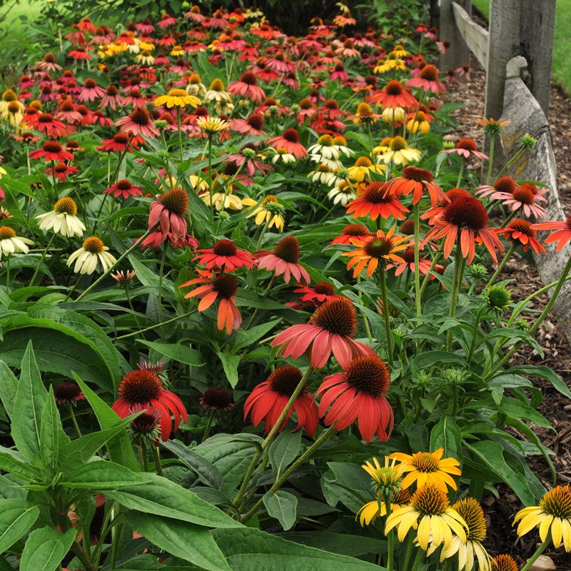 Cheyenne Spirit Echinacea - Image 2