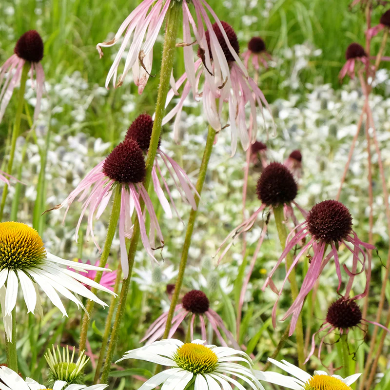 Pale Purple Coneflower - Image 2