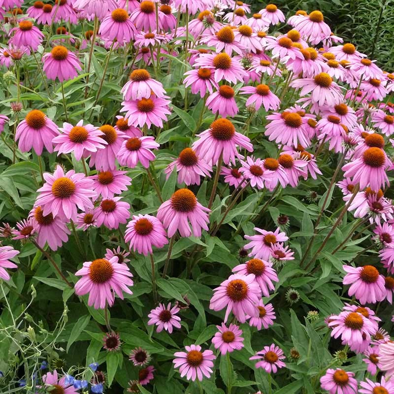 Echinacea purpurea - Image 3