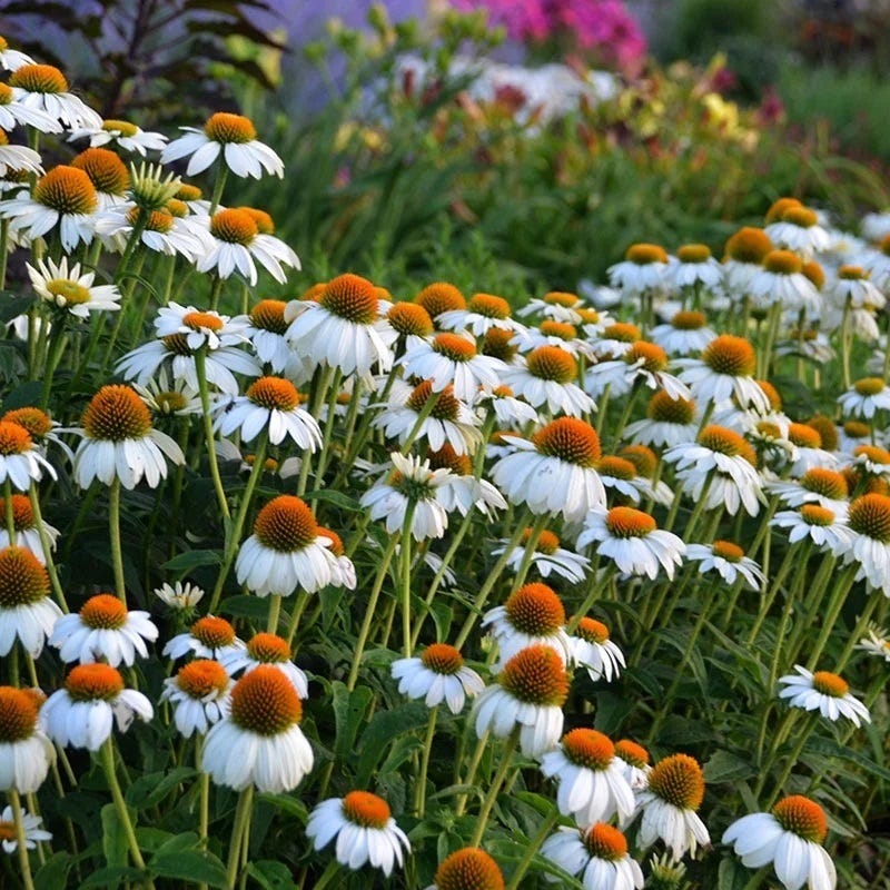 Pollinator Paradise Pre-Planned Garden - Image 8