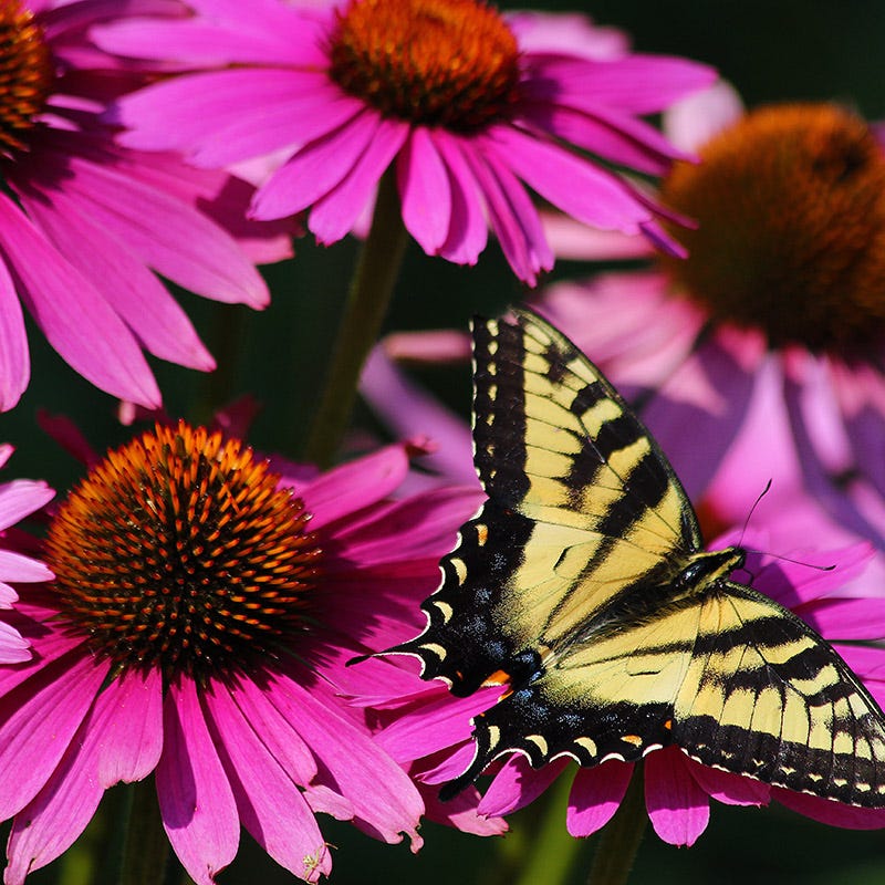 PowWow® Wild Berry Echinacea - Image 2