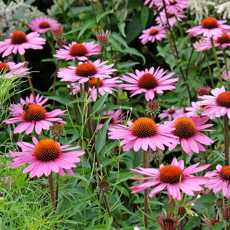 Ruby Star Echinacea - Image 2