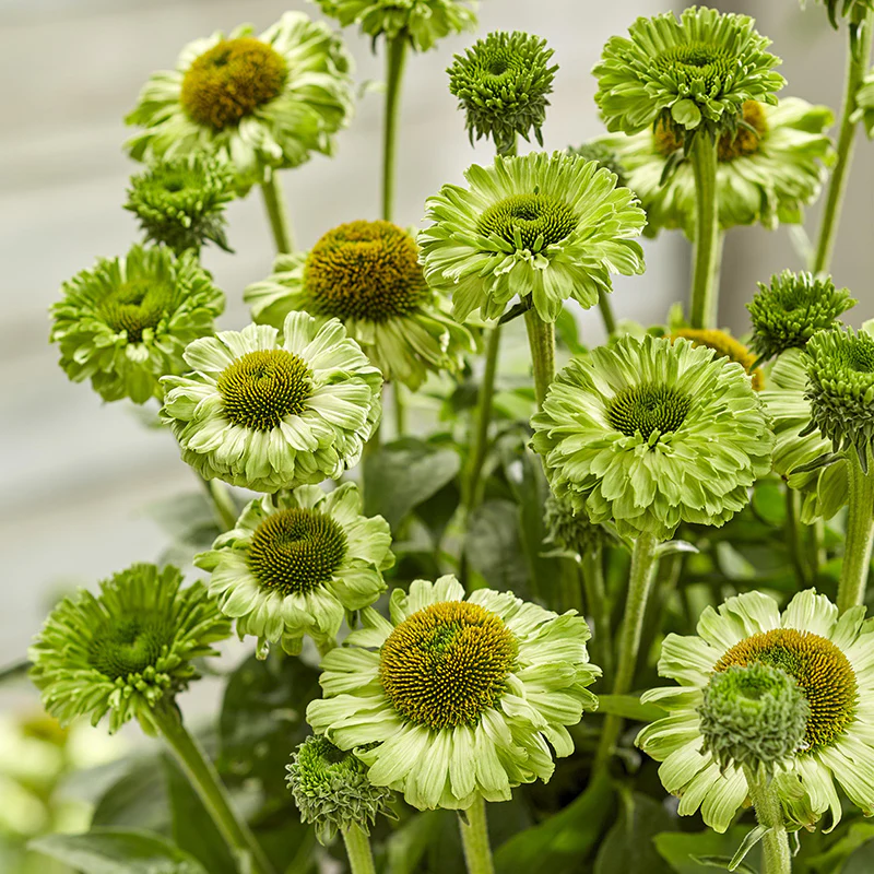 SunSeekers Apple Green® Echinacea