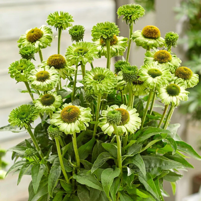 SunSeekers Apple Green® Echinacea - Image 2