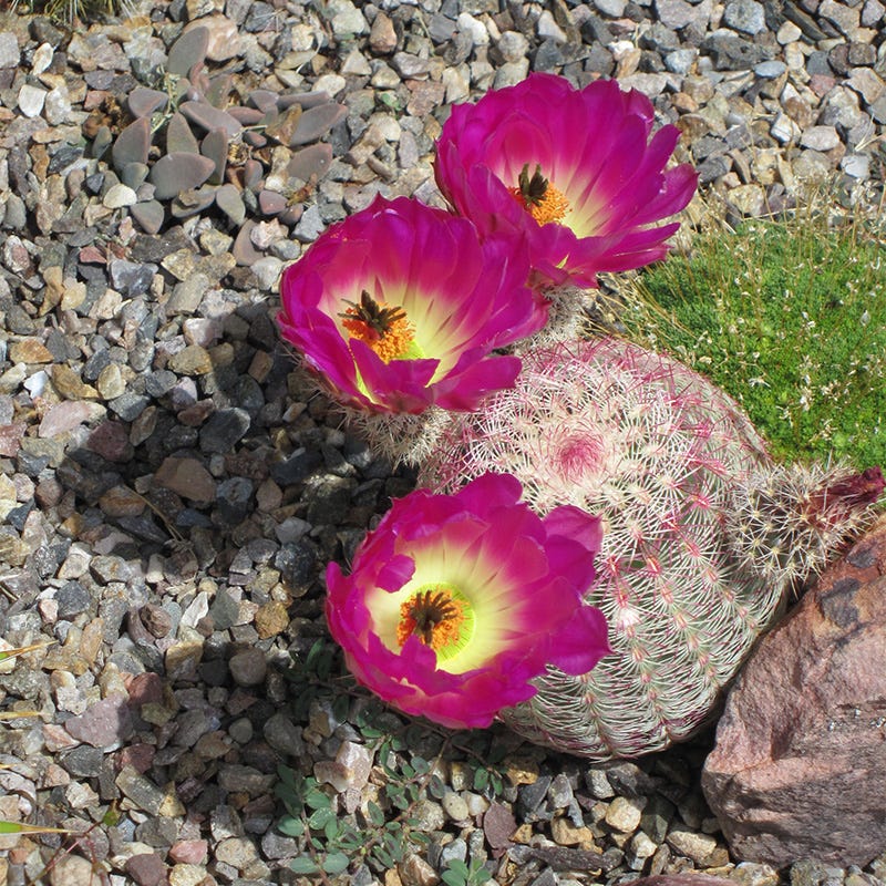 Rainbow Hedgehog Cactus - Image 2