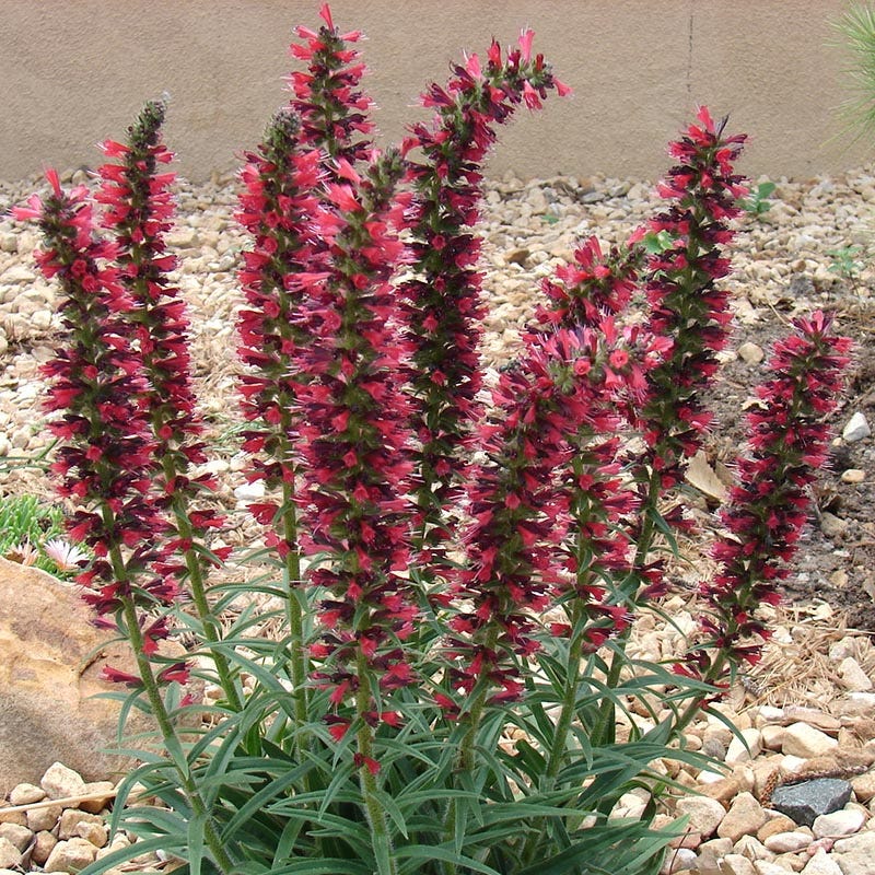 Red Feathers (Echium) - Image 3