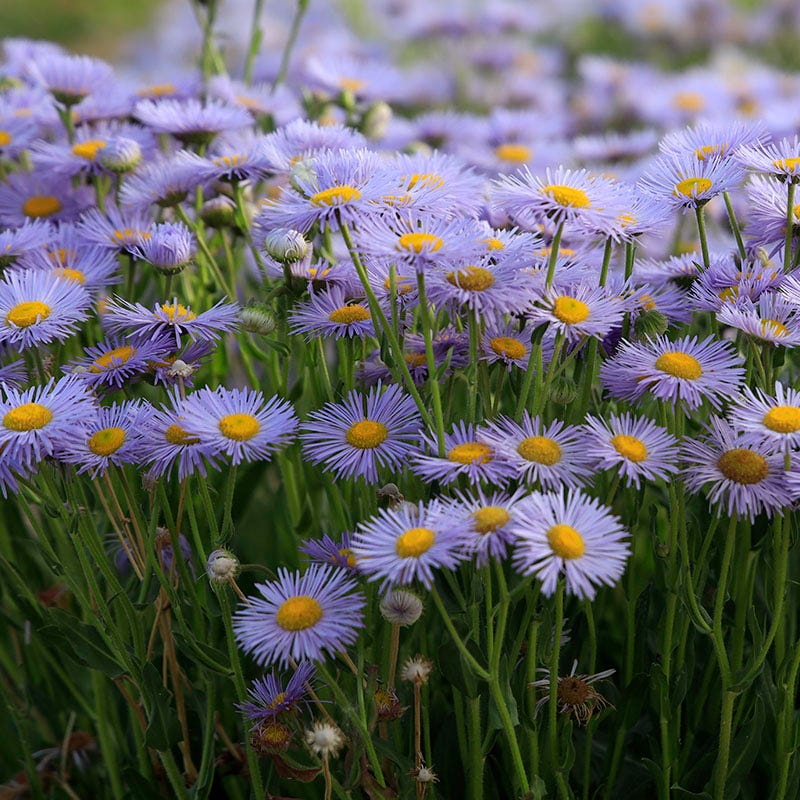 RAMBLER™ Mountain Fleabane (Erigeron) - Image 2
