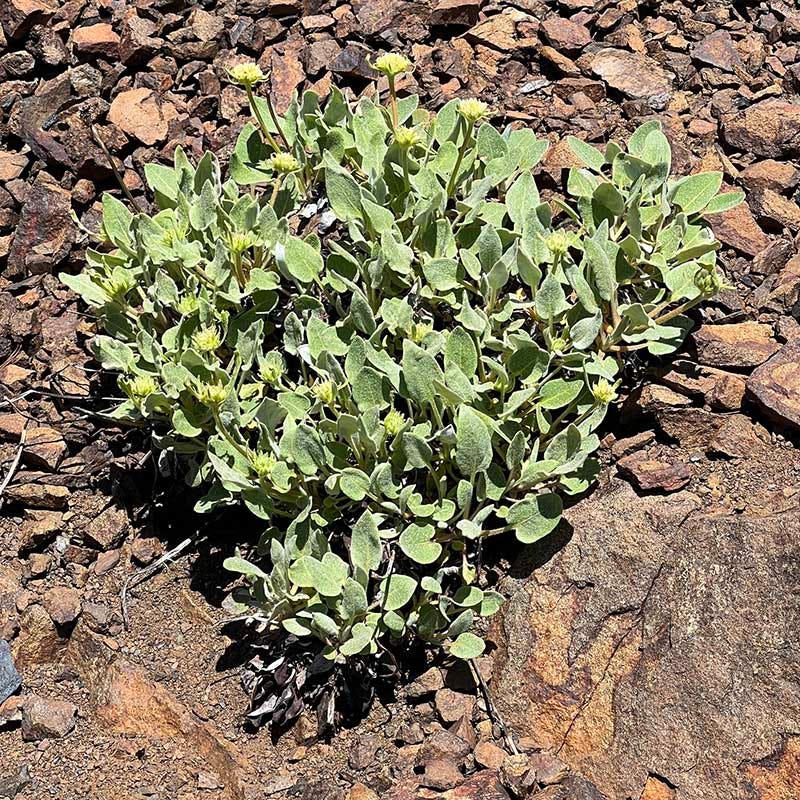 Arrowleaf Buckwheat - Image 2