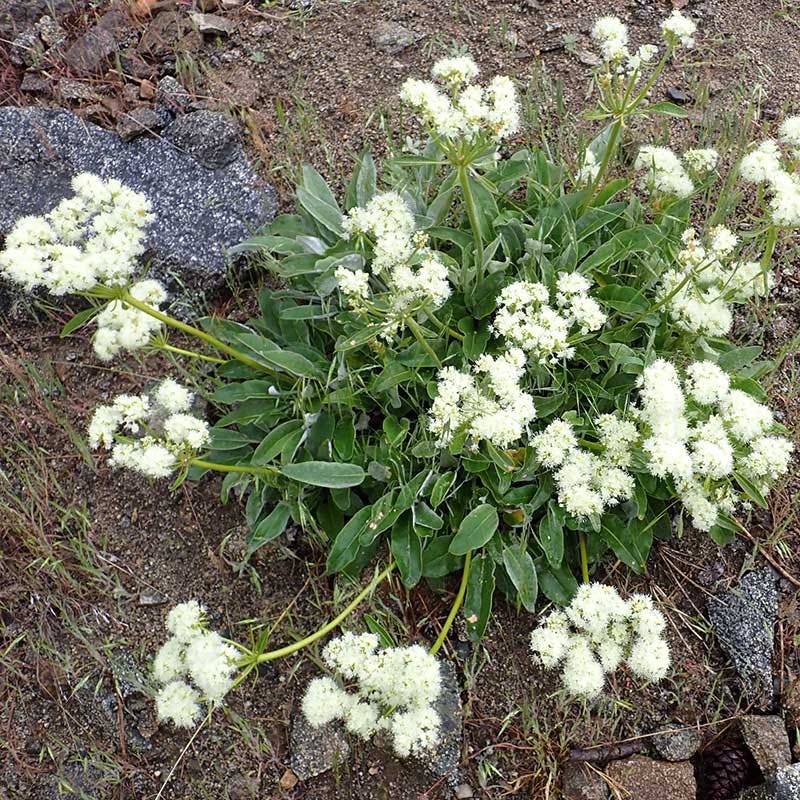 Arrowleaf Buckwheat - Image 3