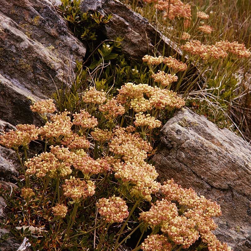 Arrowleaf Buckwheat - Image 4