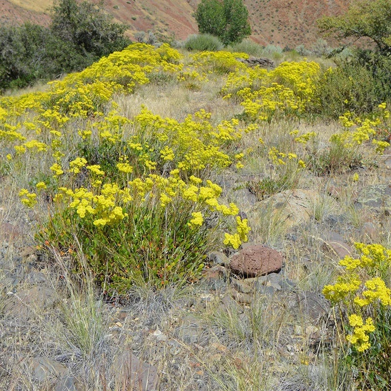 Giant Sulphur Buckwheat - Image 3