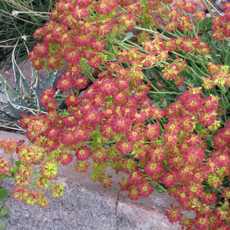 Rocky Mountain Native Pre-Planned Pocket Garden - Image 8