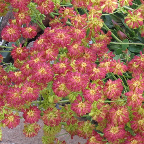 Poncha Pass Red Sulphur Buckwheat - Image 3