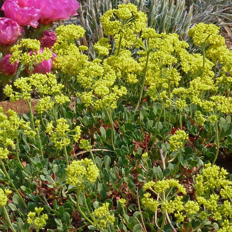 Poncha Pass Red Sulphur Buckwheat - Image 4
