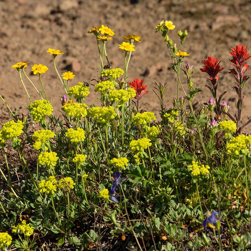 Sulphur-flower Buckwheat - Image 3