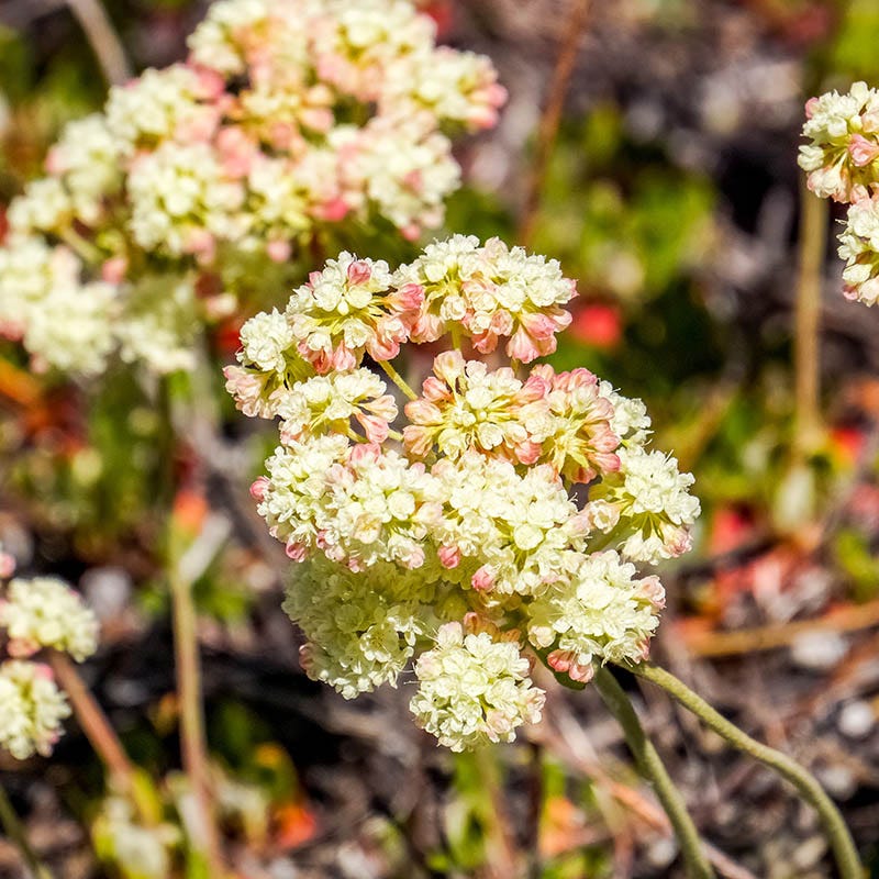 Sulphur-flower Buckwheat - Image 4