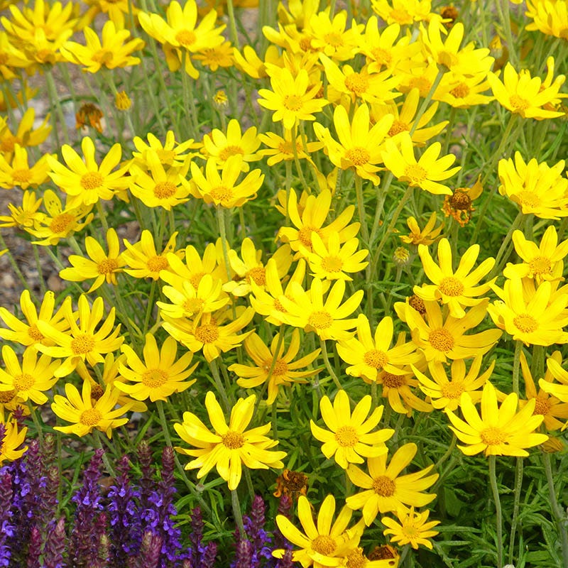 Washington Perennial Collection - Image 8