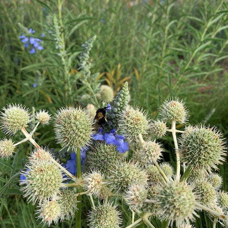 Rattlesnake Master (Eryngium) - Image 2