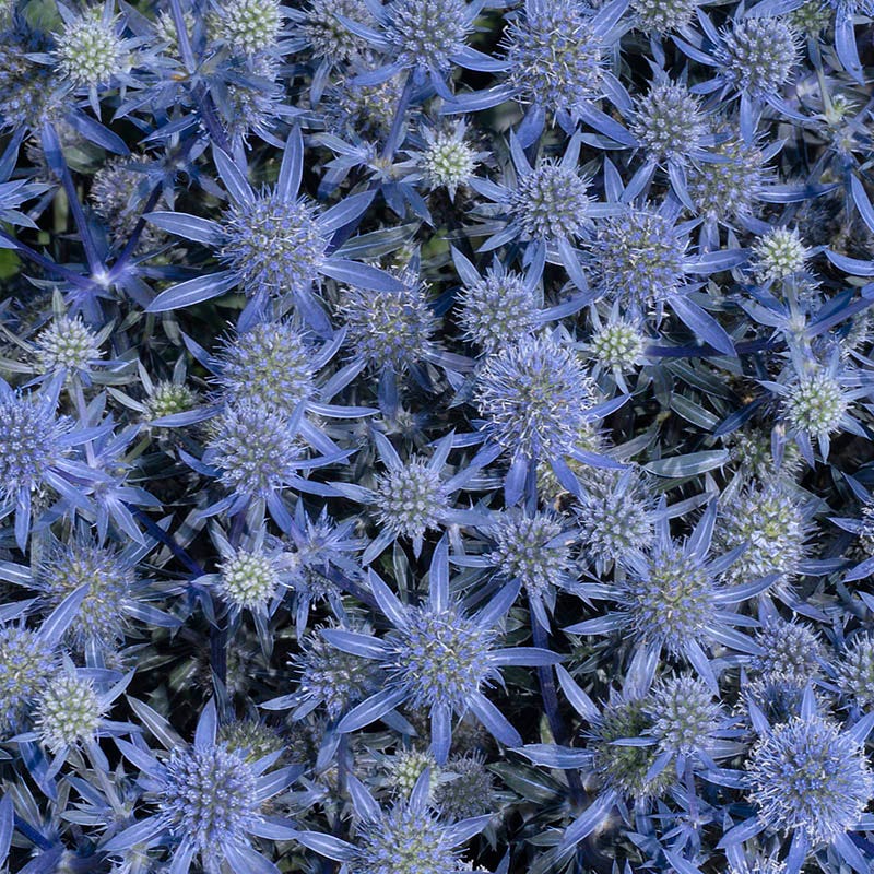 Blue Glitter Sea Holly (Eryngium) - Image 2