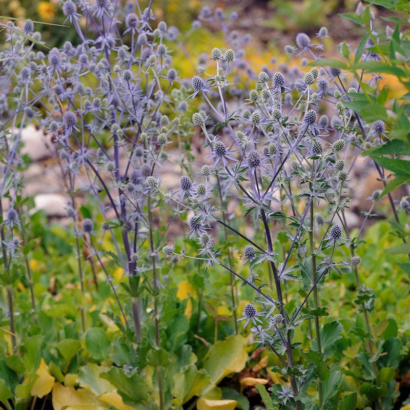 Blue Glitter Sea Holly (Eryngium) - Image 4