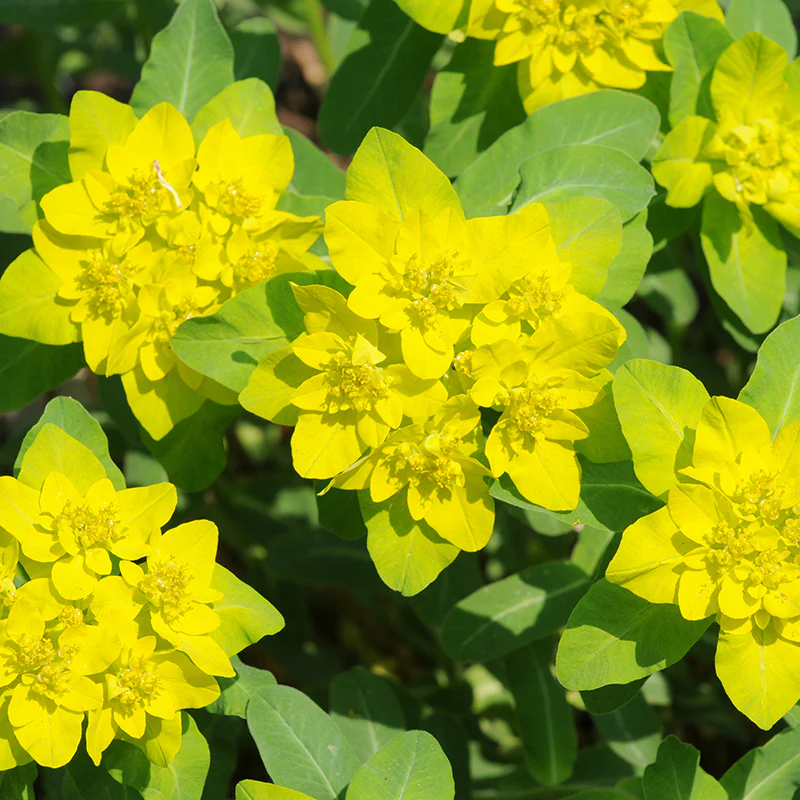 Cushion Spurge (Euphorbia)