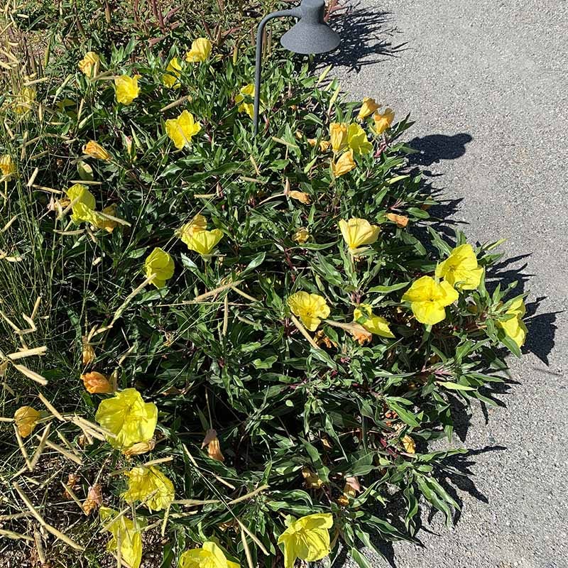 Missouri Evening Primrose - Image 5