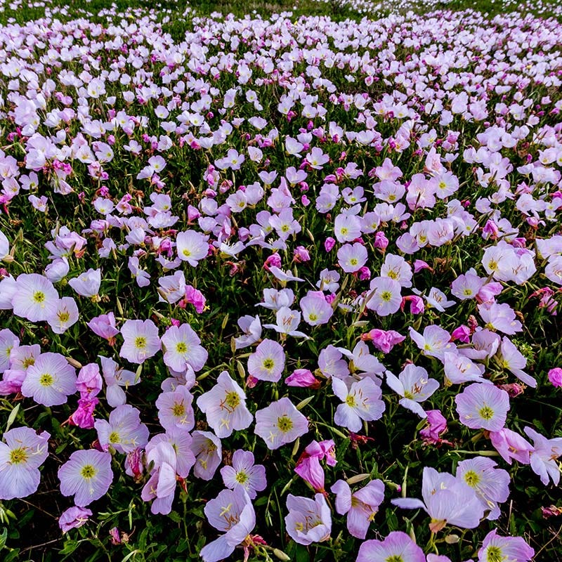 Showy Pink Evening Primrose - Image 2