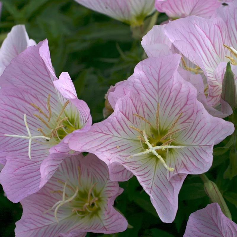 Showy Pink Evening Primrose - Image 3