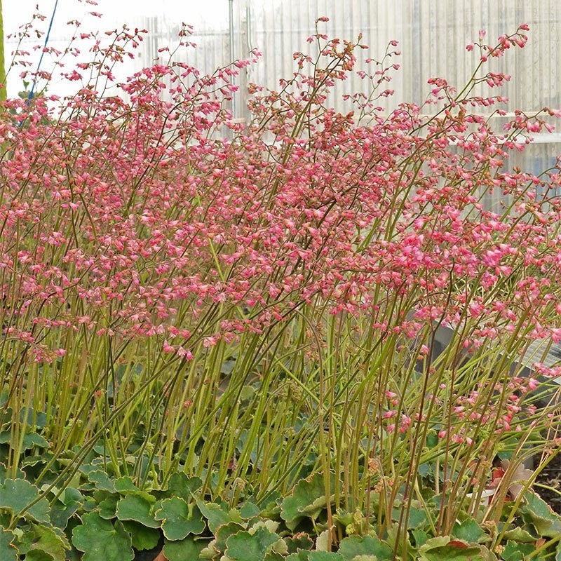 Fabulous Flowers & Foliage Shade Pre-Planned Garden - Image 7