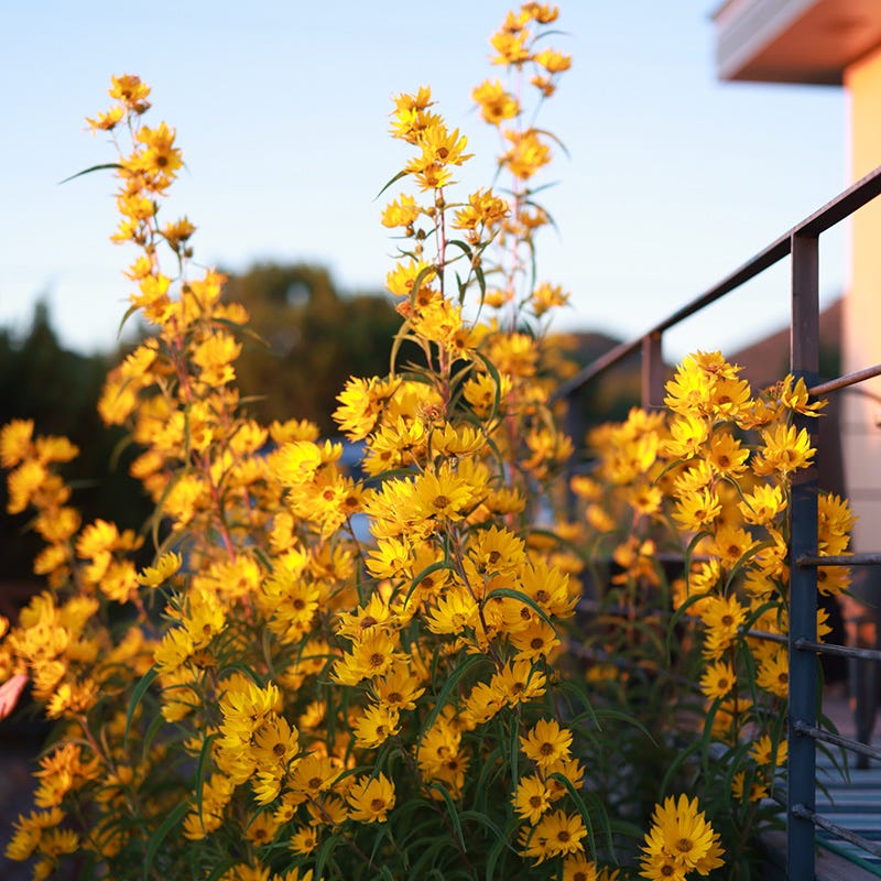 Fall Finale Pollinator Pre-Planned Garden - Image 8