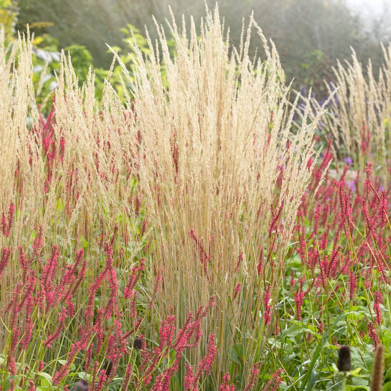 Karl Foerster Feather Reed Grass - Image 6