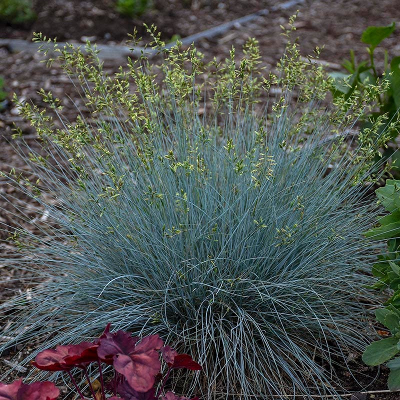 Blue Whiskers Fescue Grass - Image 2