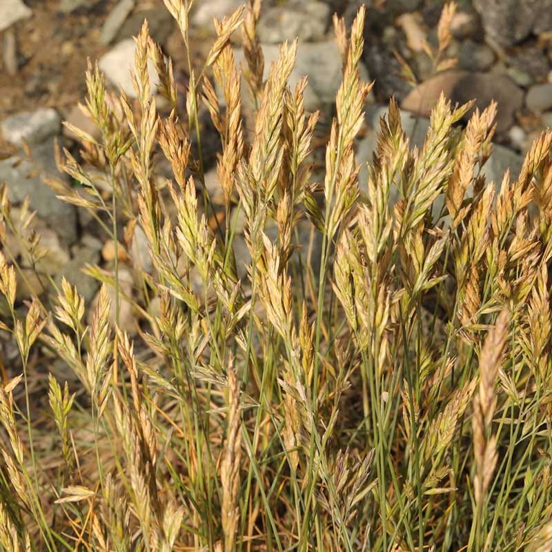 Eilers Beauty™ Fescue Grass - Image 2